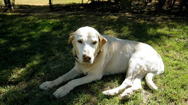 Photo of dog relaxing on the grass of the dog daycare grounds.